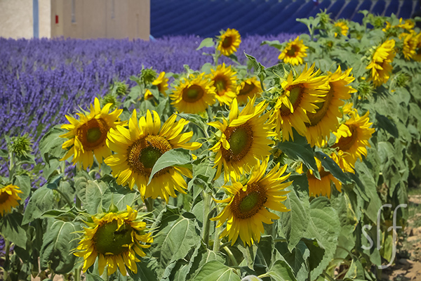 Sunflowers and Lavender